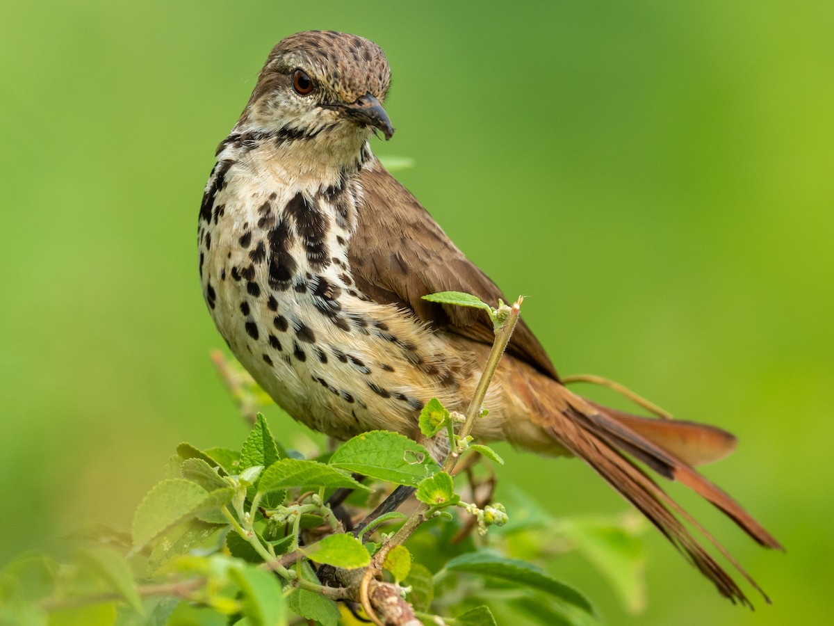 Spotted Morning-Thrush - ML209653841