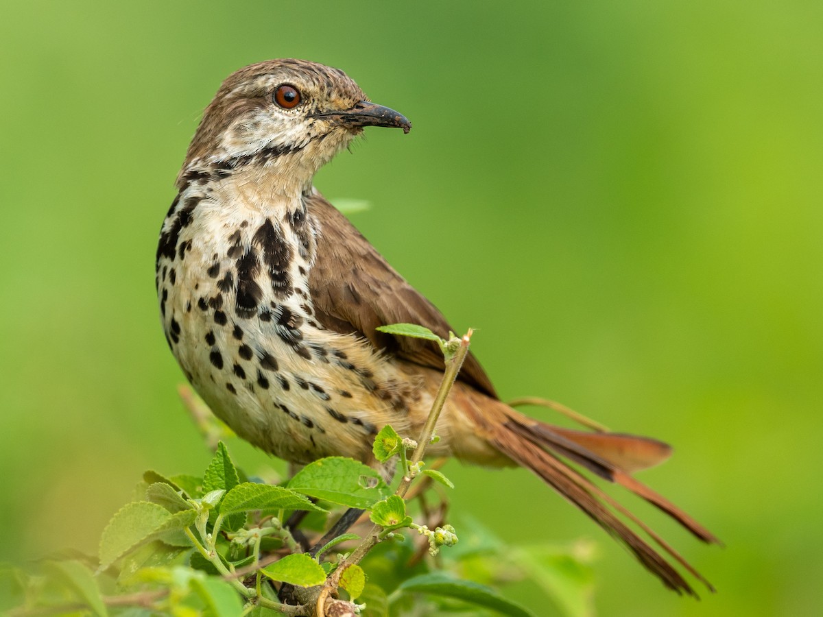 Spotted Morning-Thrush - ML209653851