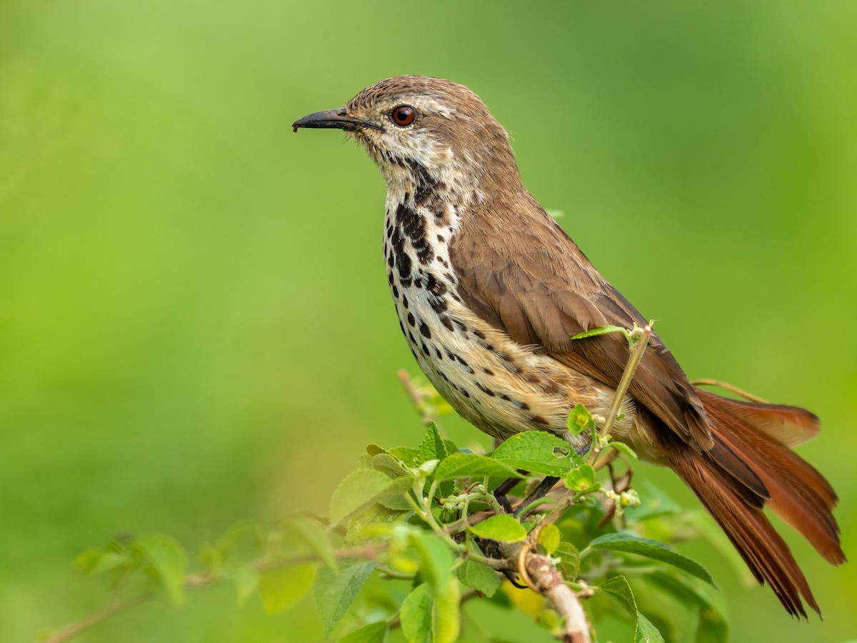 Spotted Morning-Thrush - ML209653901