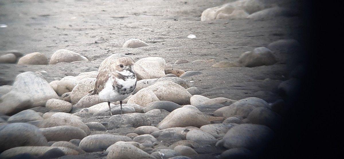 Two-banded Plover - ML209655061