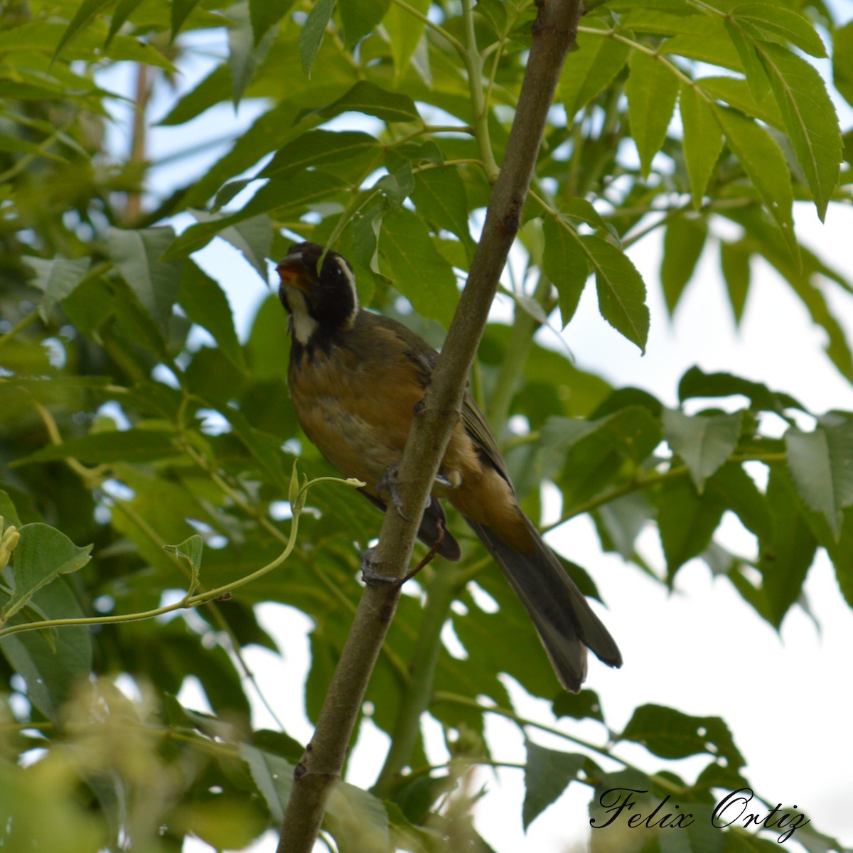 Golden-billed Saltator - ML209656841