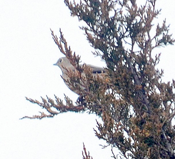 Townsend's Solitaire - ML209659491