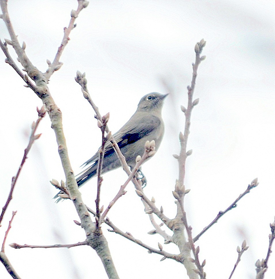 Townsend's Solitaire - ML209659671