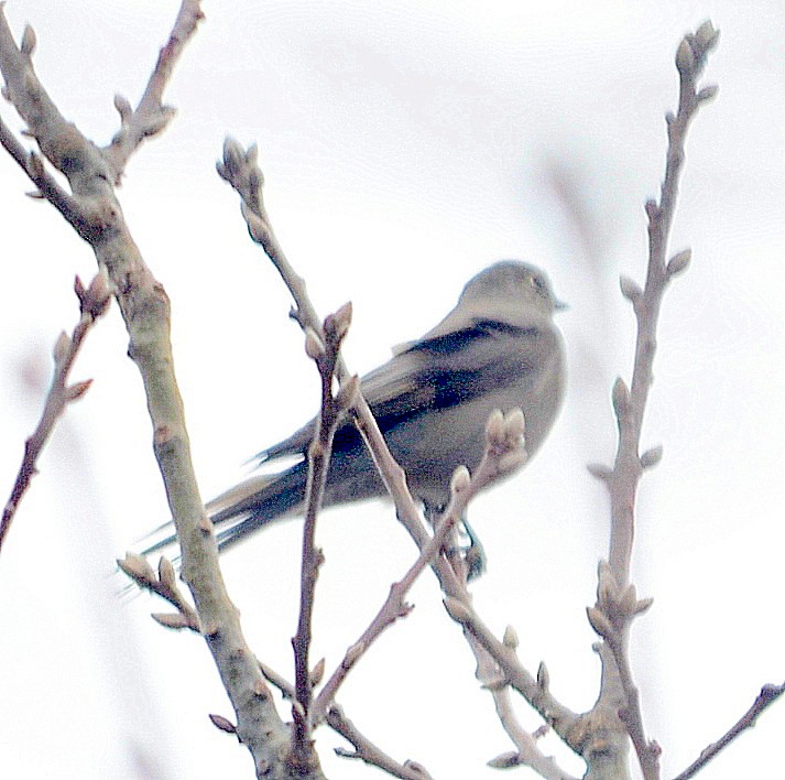 Townsend's Solitaire - ML209659821