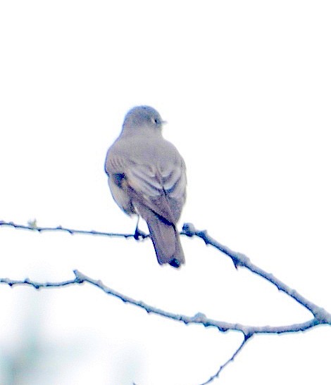 Townsend's Solitaire - ML209659941