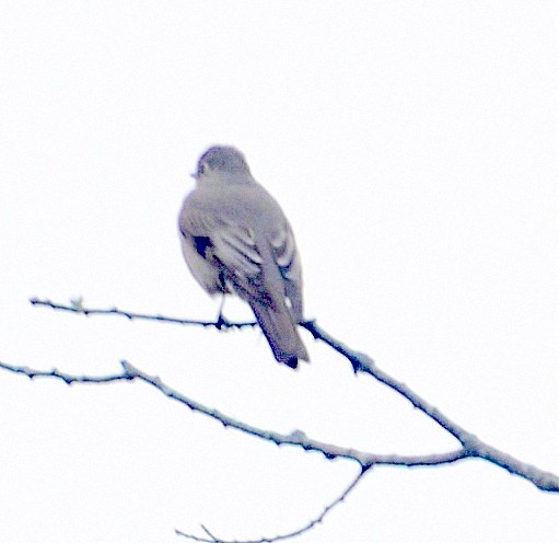 Townsend's Solitaire - ML209660061