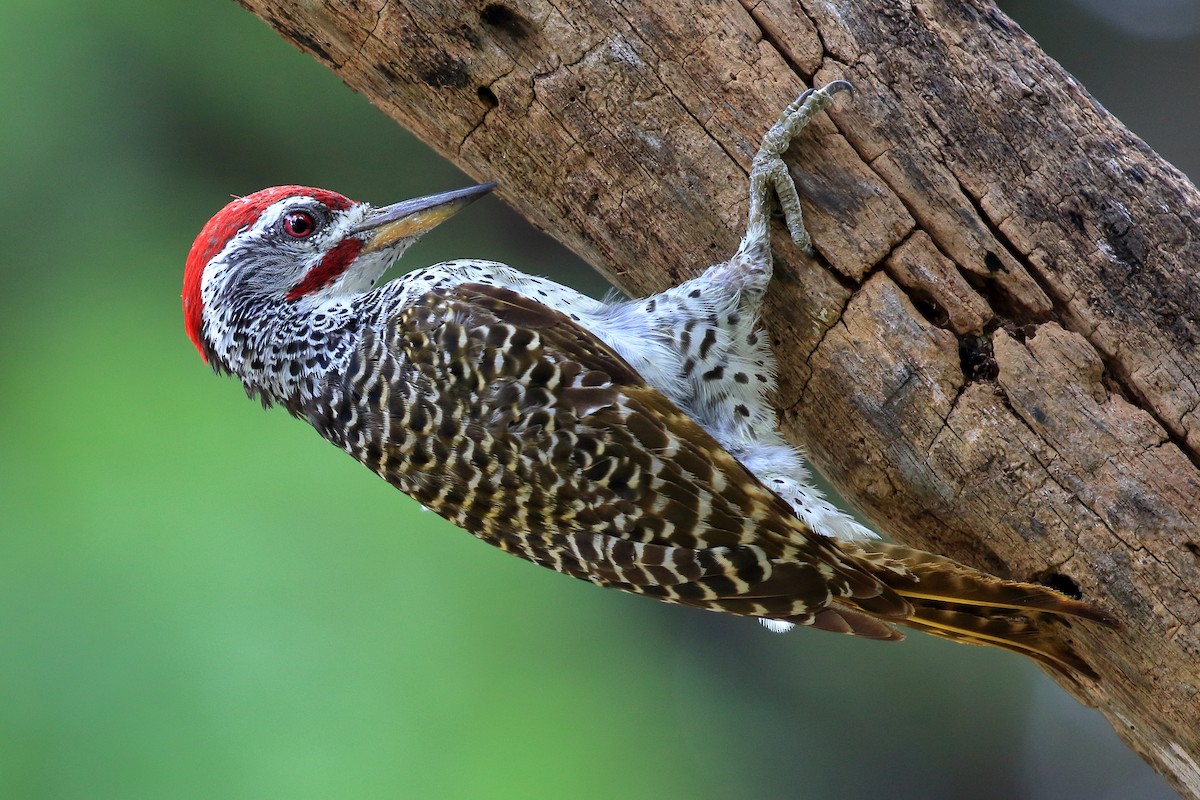 Speckle-throated Woodpecker - Michael Ortner