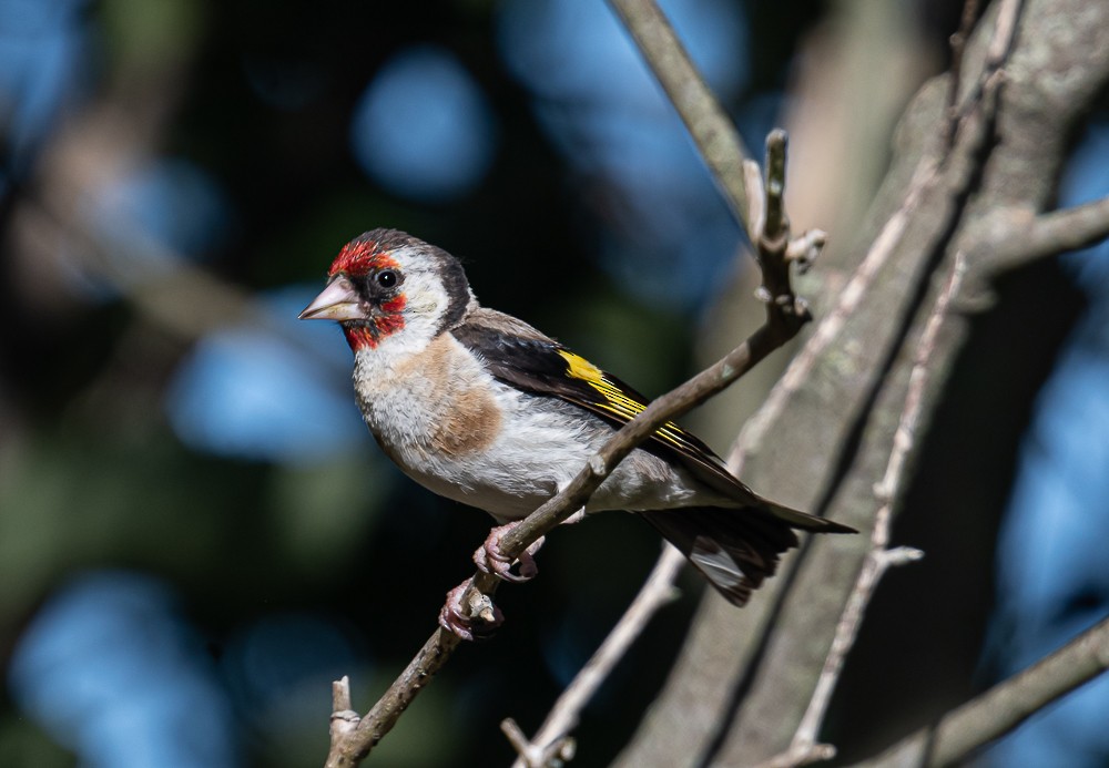 stillits - ML209660541