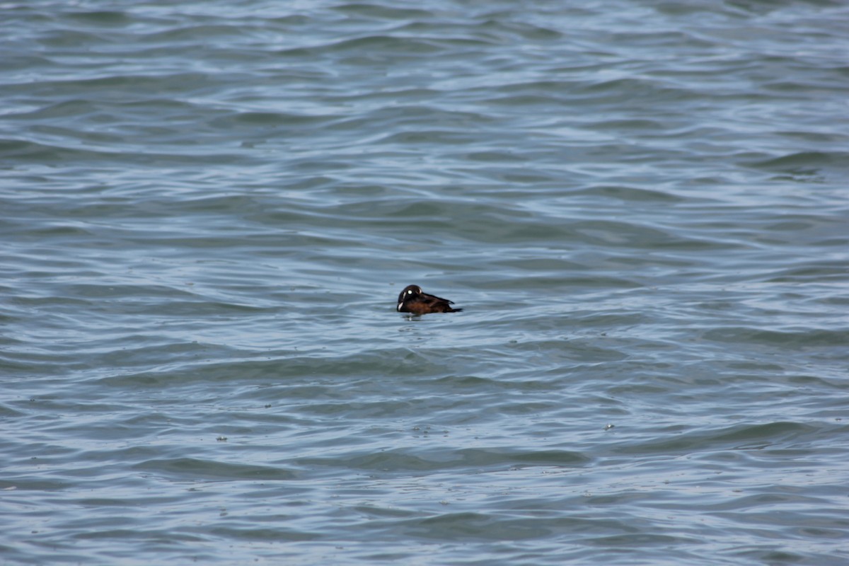 Harlequin Duck - ML209660841