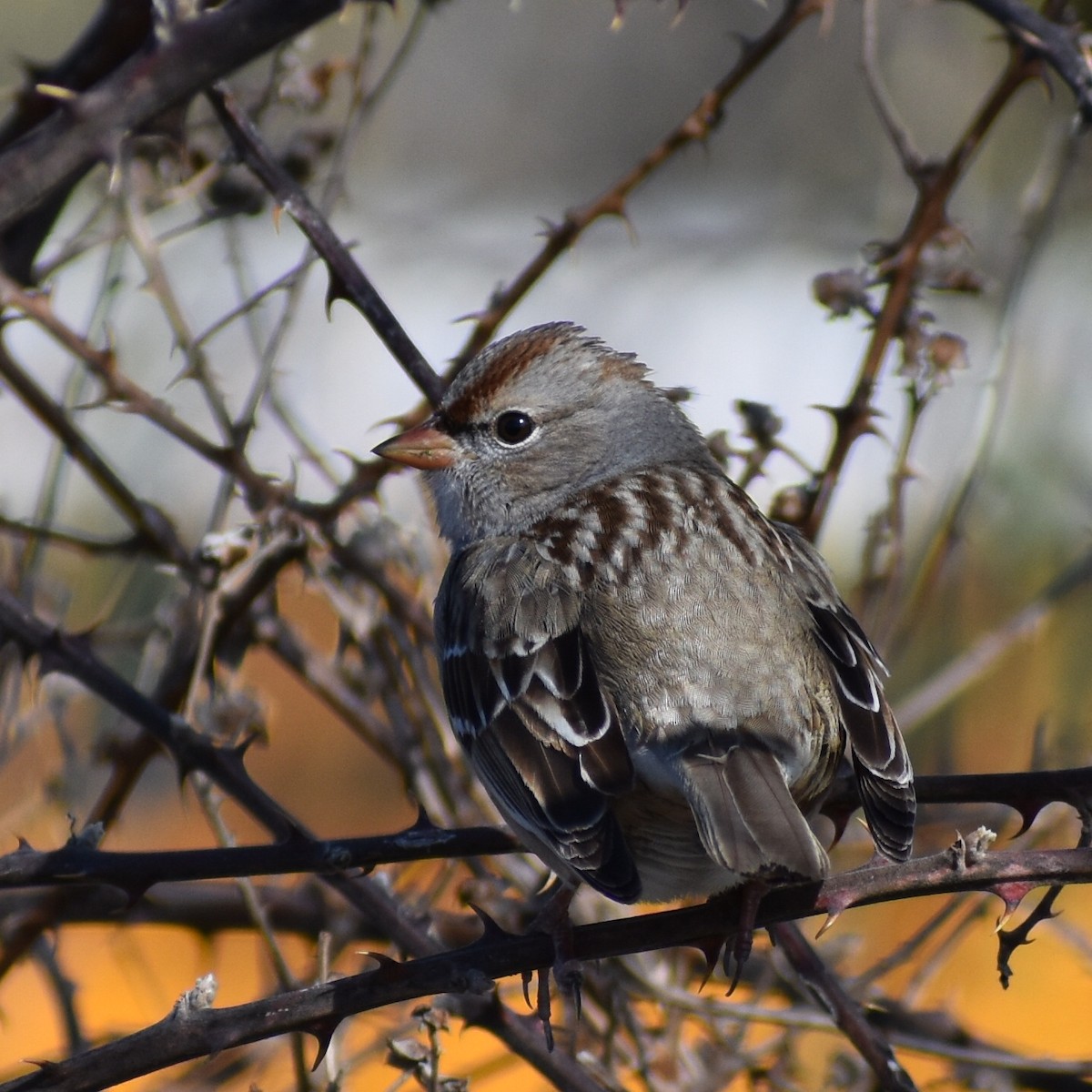 White-crowned Sparrow (Dark-lored) - Andrew Rapp