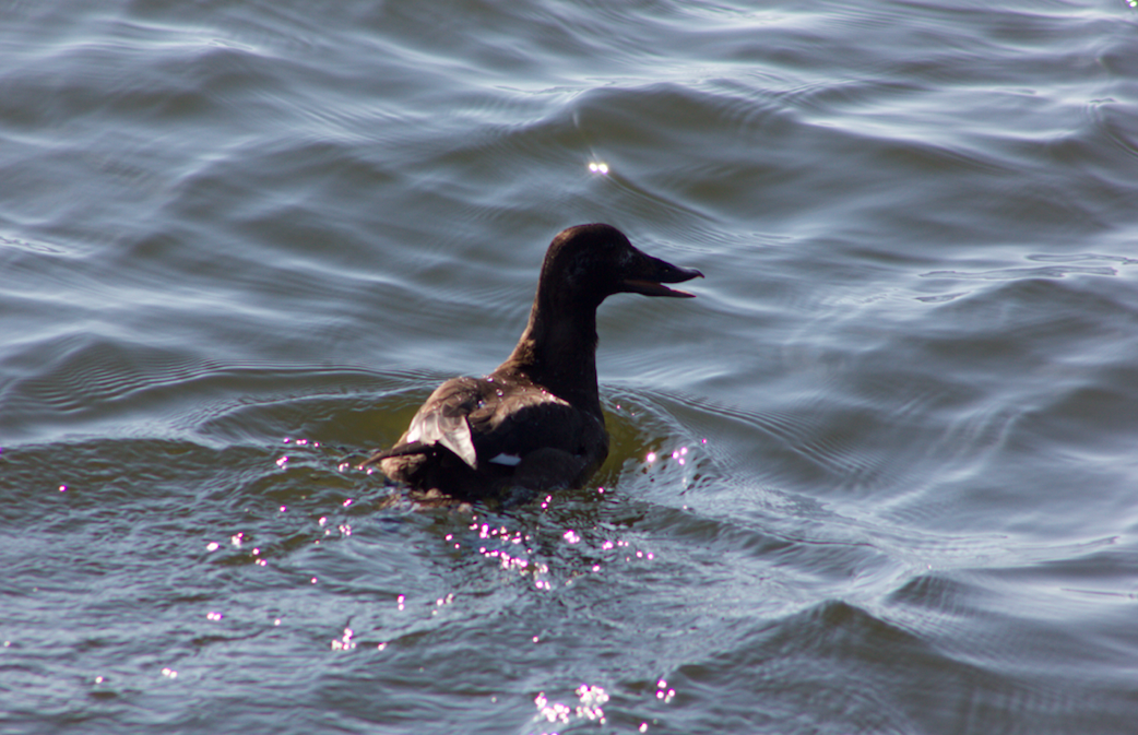 White-winged Scoter - ML209661581