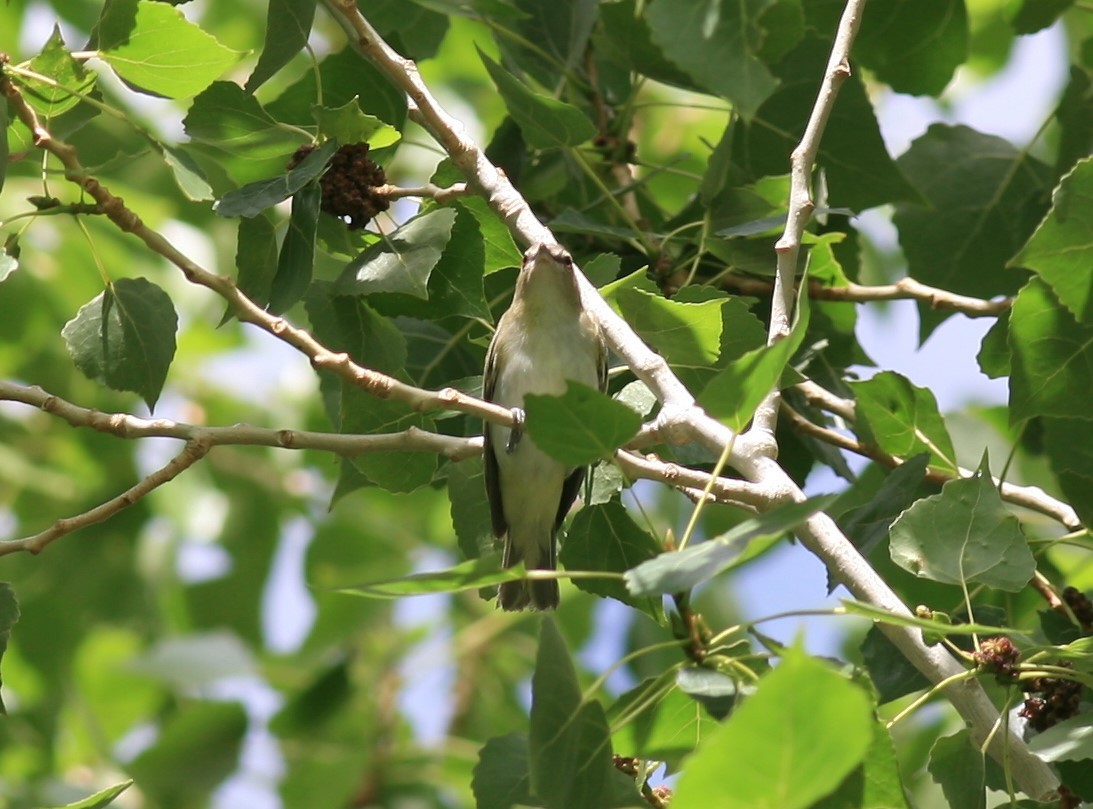 Red-eyed Vireo - ML209663601