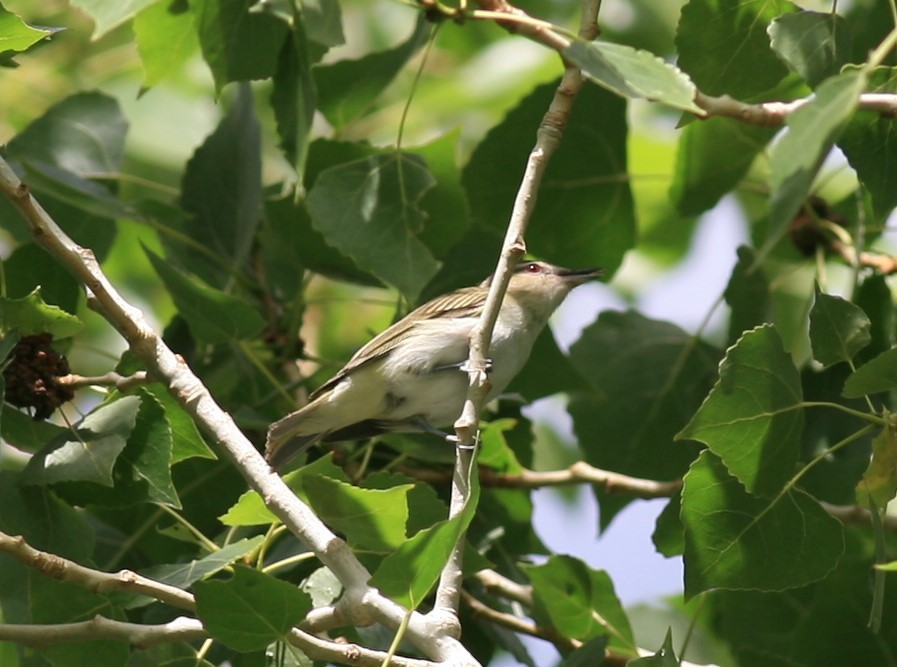 rødøyevireo - ML209663681