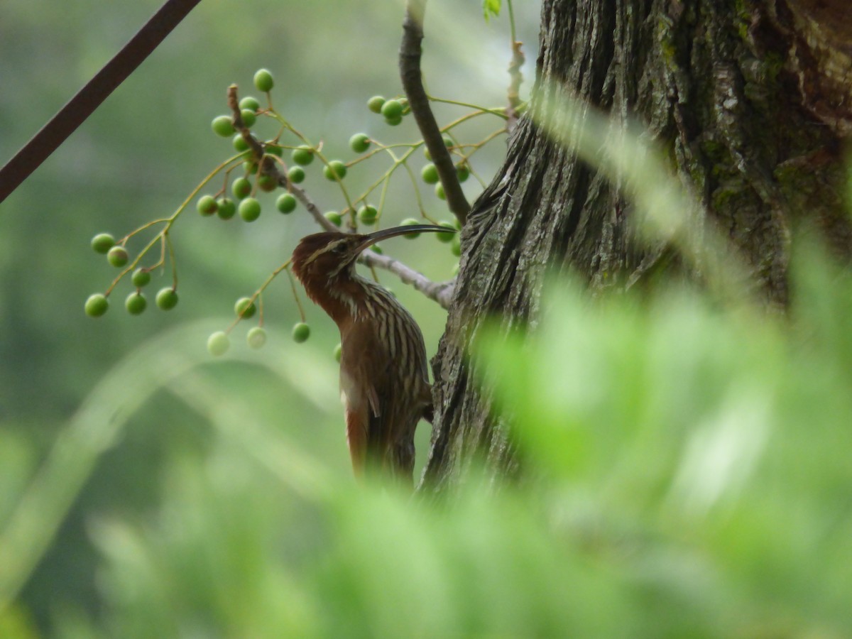 Scimitar-billed Woodcreeper - ML209663761