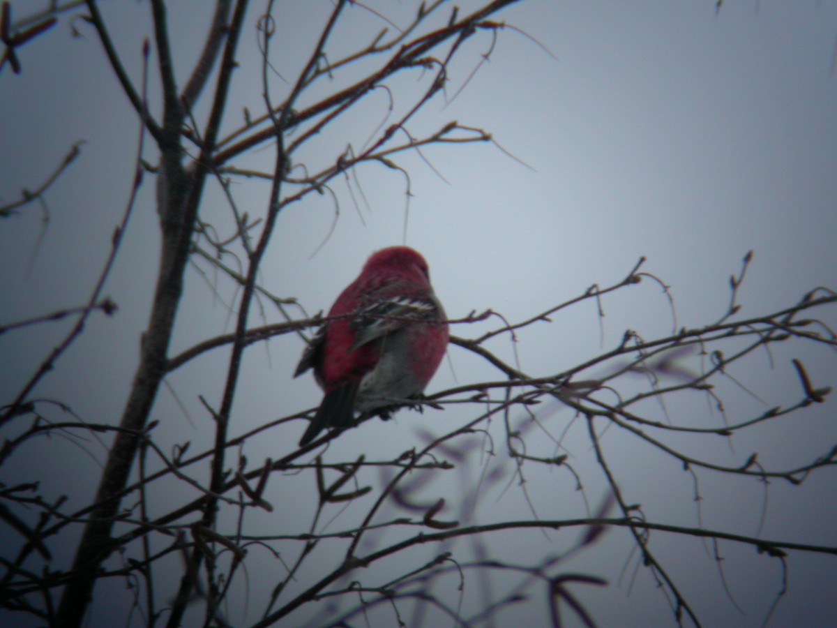 Pine Grosbeak - ML20966411