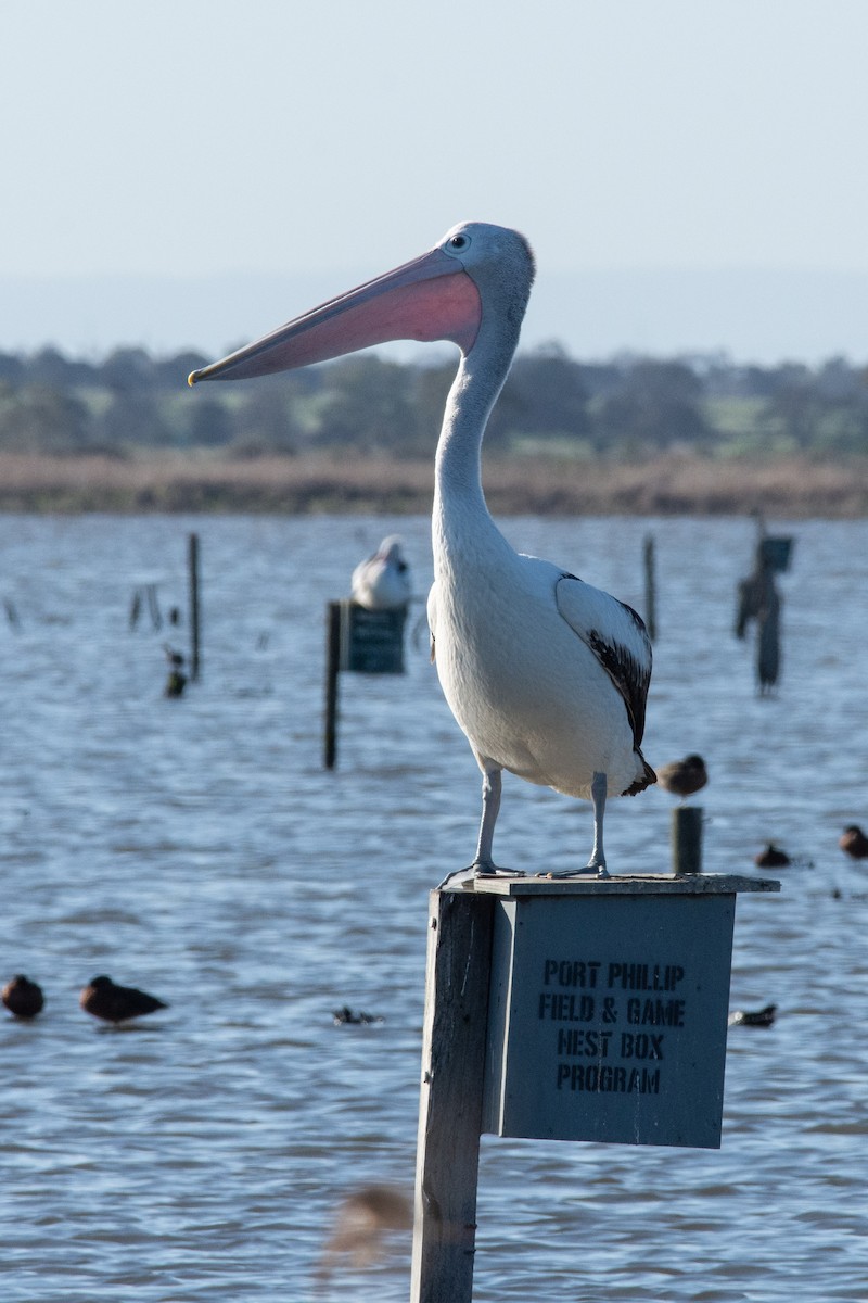 Australian Pelican - Keith Bowers