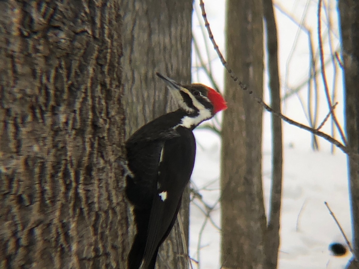 Pileated Woodpecker - ML209665731