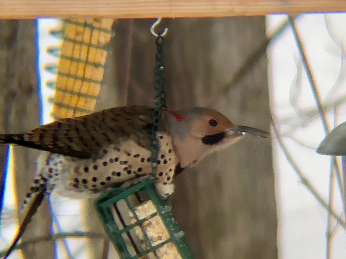 Northern Flicker - ML209665821