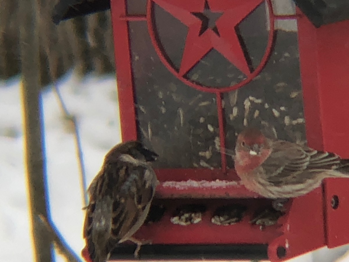 House Finch - ML209665911
