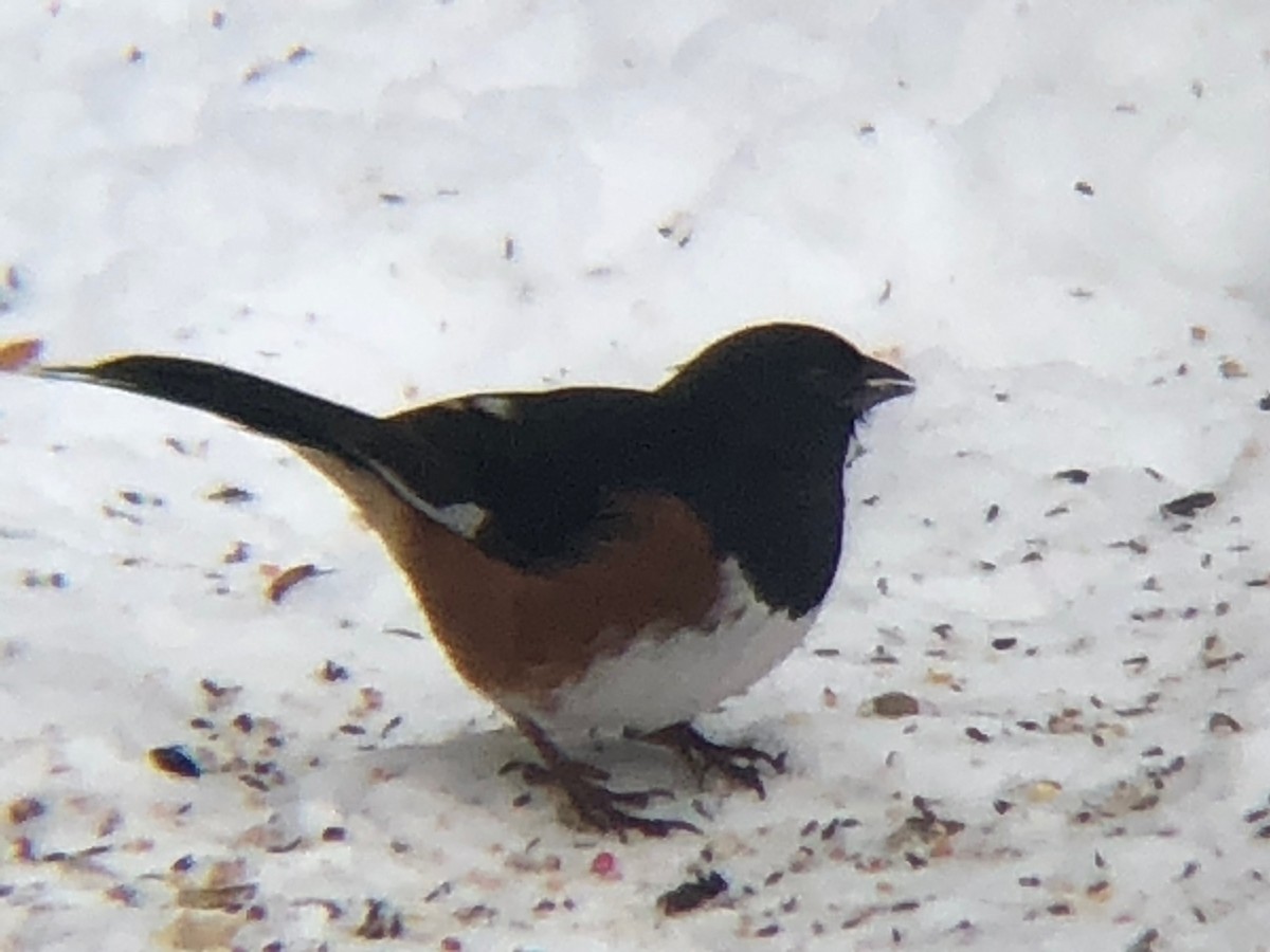 Eastern Towhee - ML209666021