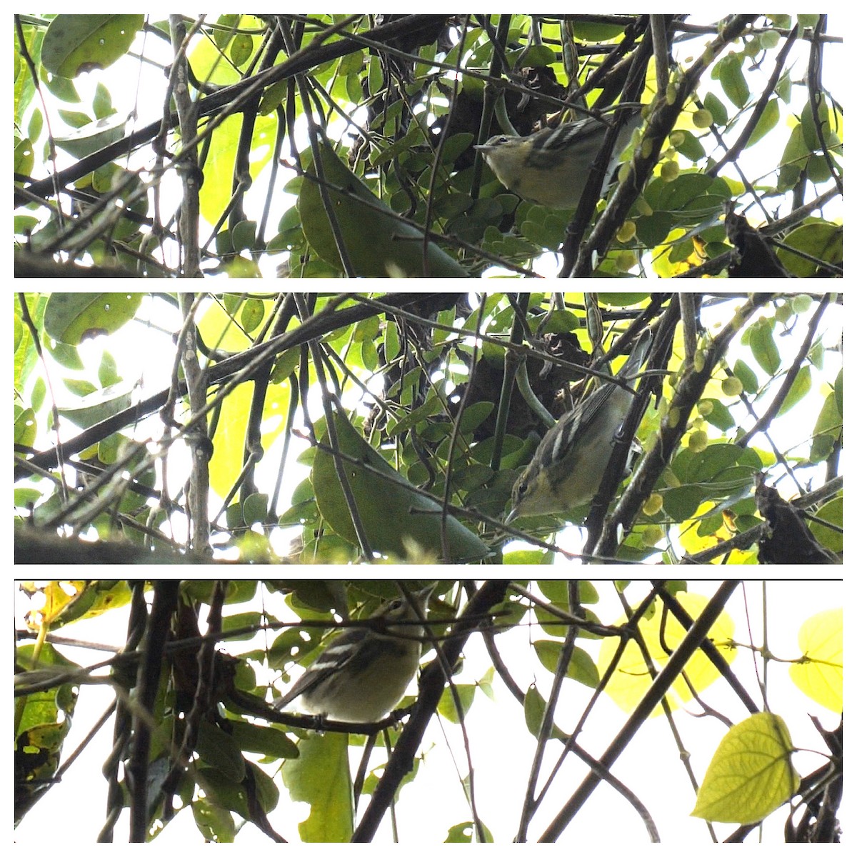 Cerulean Warbler - Rashid Ali