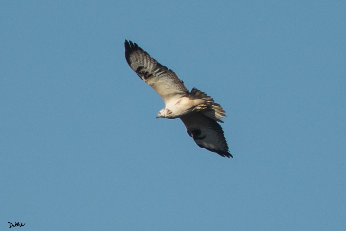 Common Buzzard - ML209667301