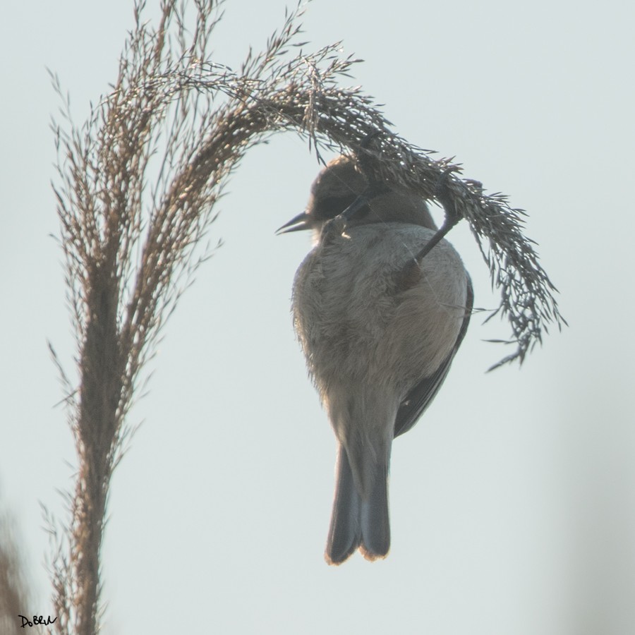 Eurasian Penduline-Tit - ML209667361