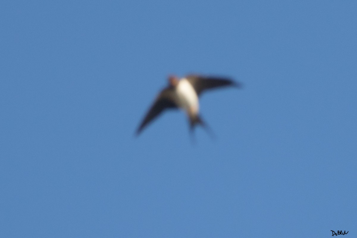 Barn Swallow - ML209667441