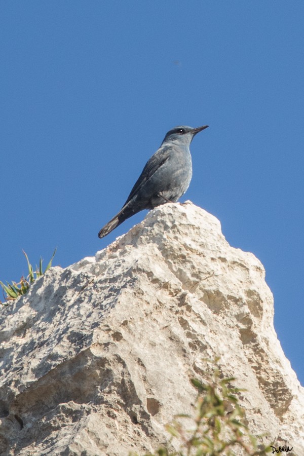 Blue Rock-Thrush - ML209667531