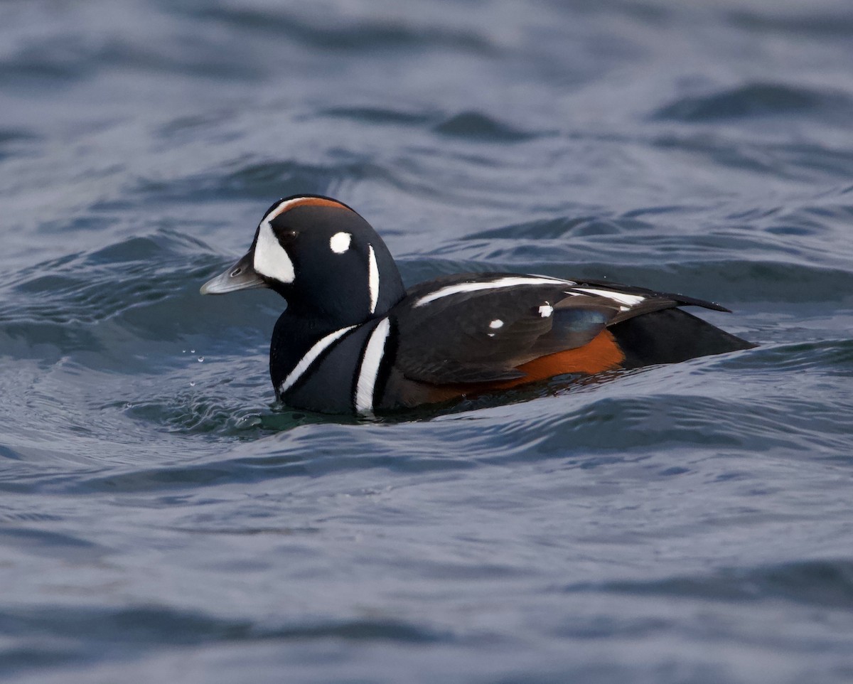 Harlequin Duck - Liam Ragan