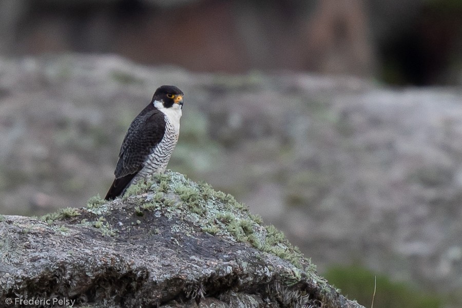 Peregrine Falcon - ML209669811