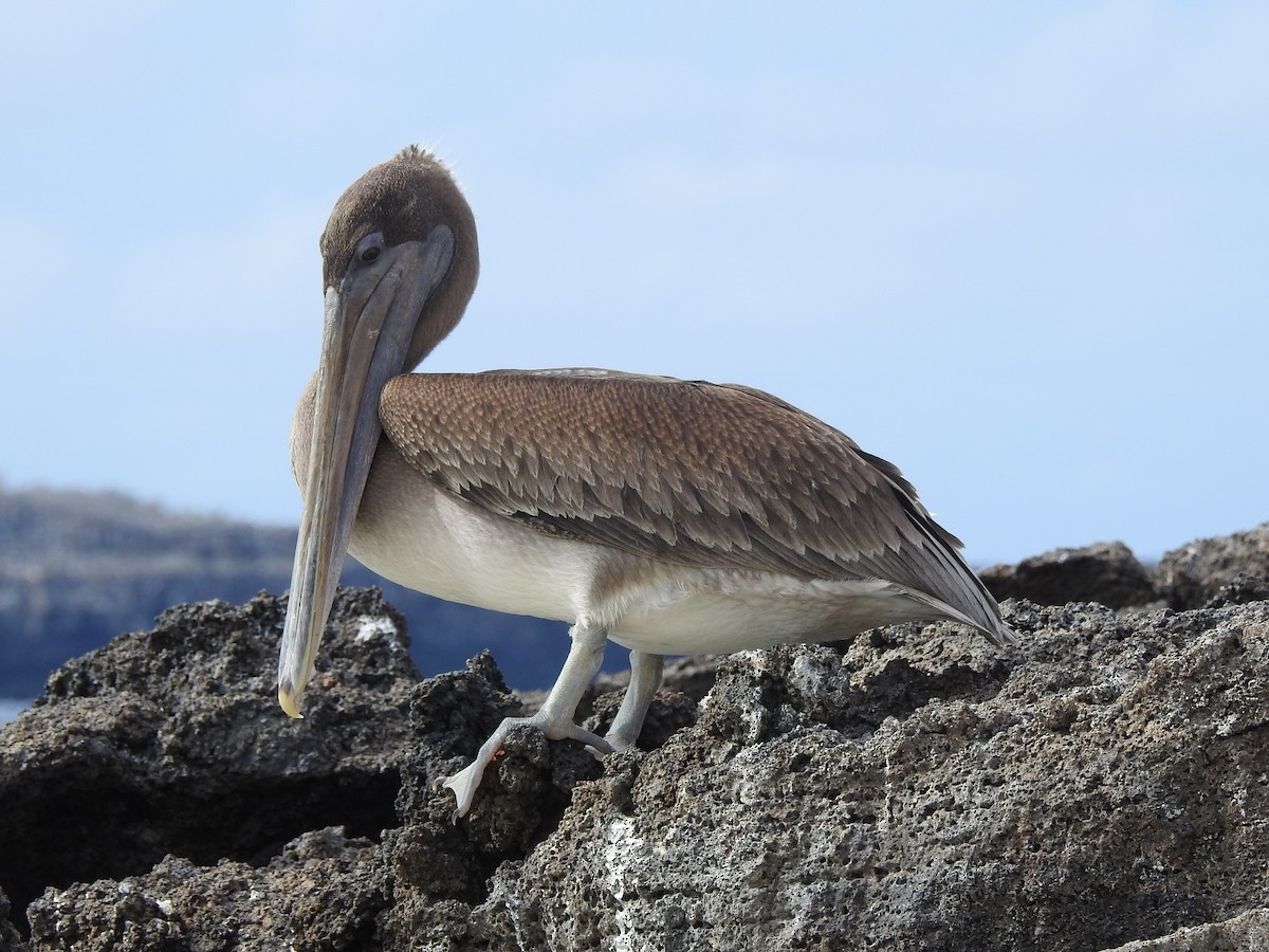 pelikán hnědý (ssp. urinator) - ML209675801