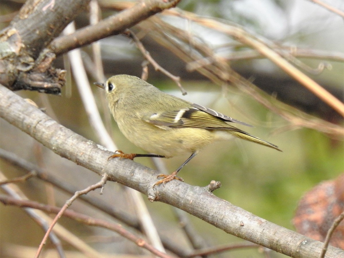 Ruby-crowned Kinglet - ML209679001