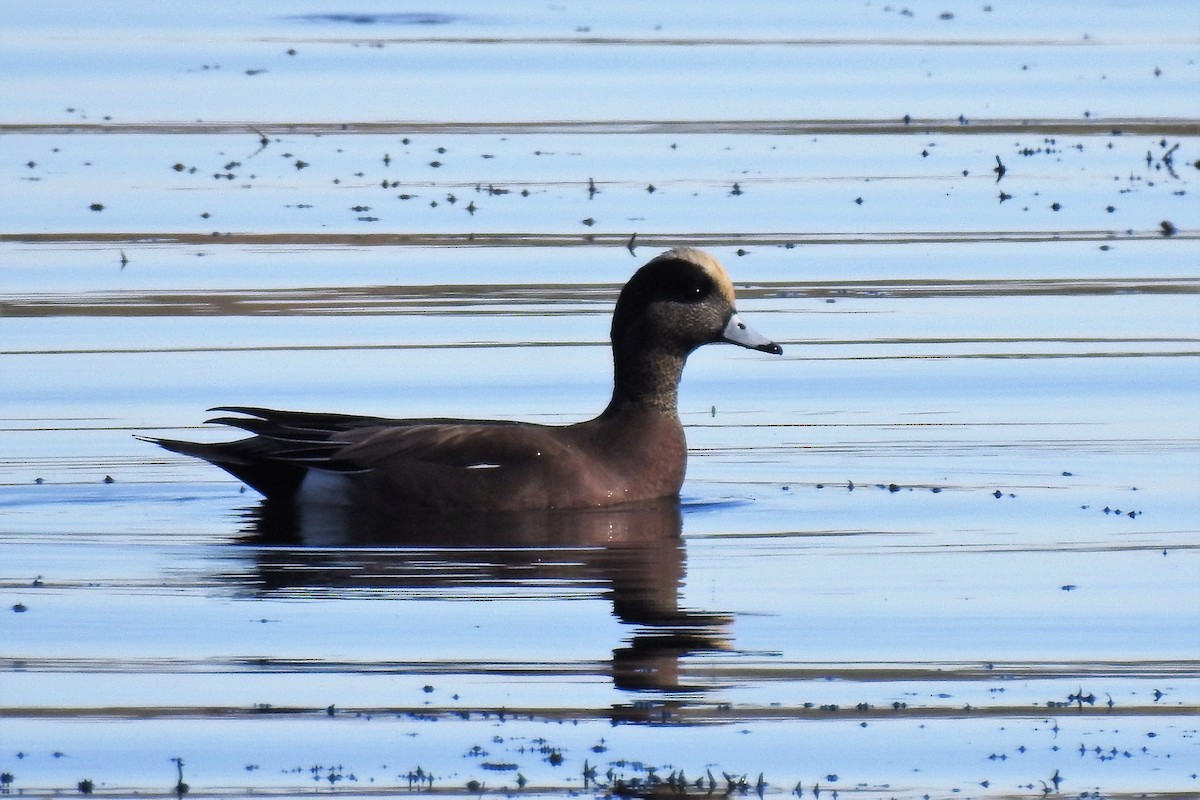 American Wigeon - S. K.  Jones