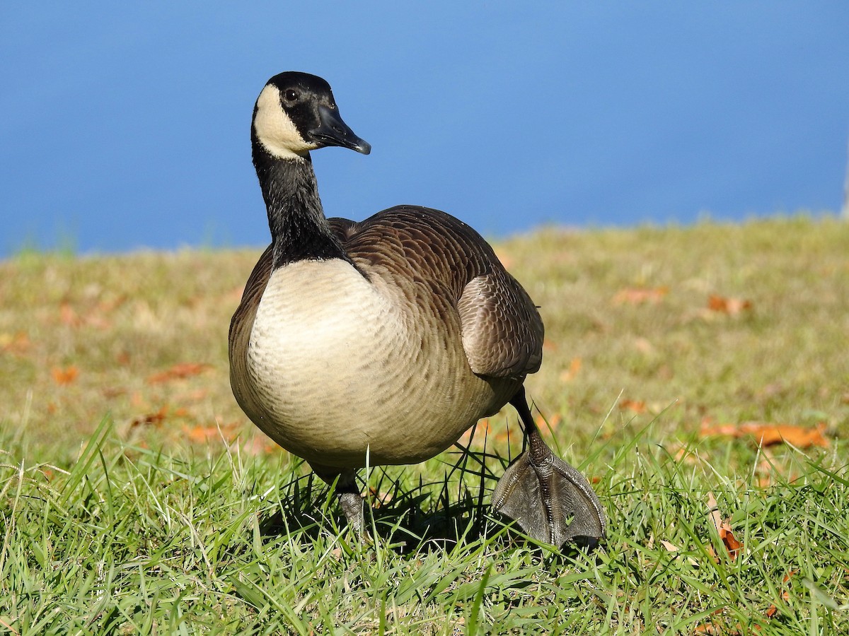 Canada Goose - ML209682121