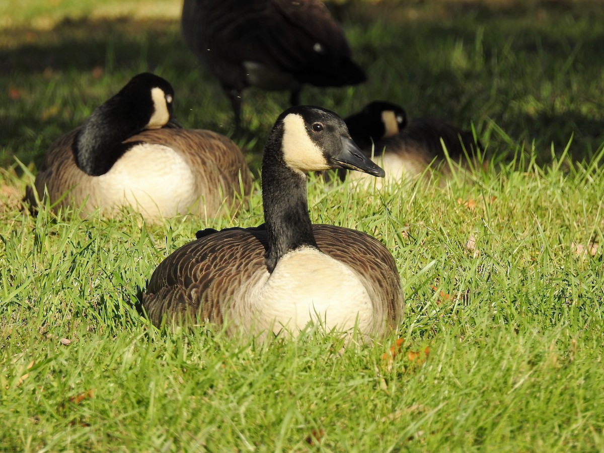 Canada Goose - S. K.  Jones