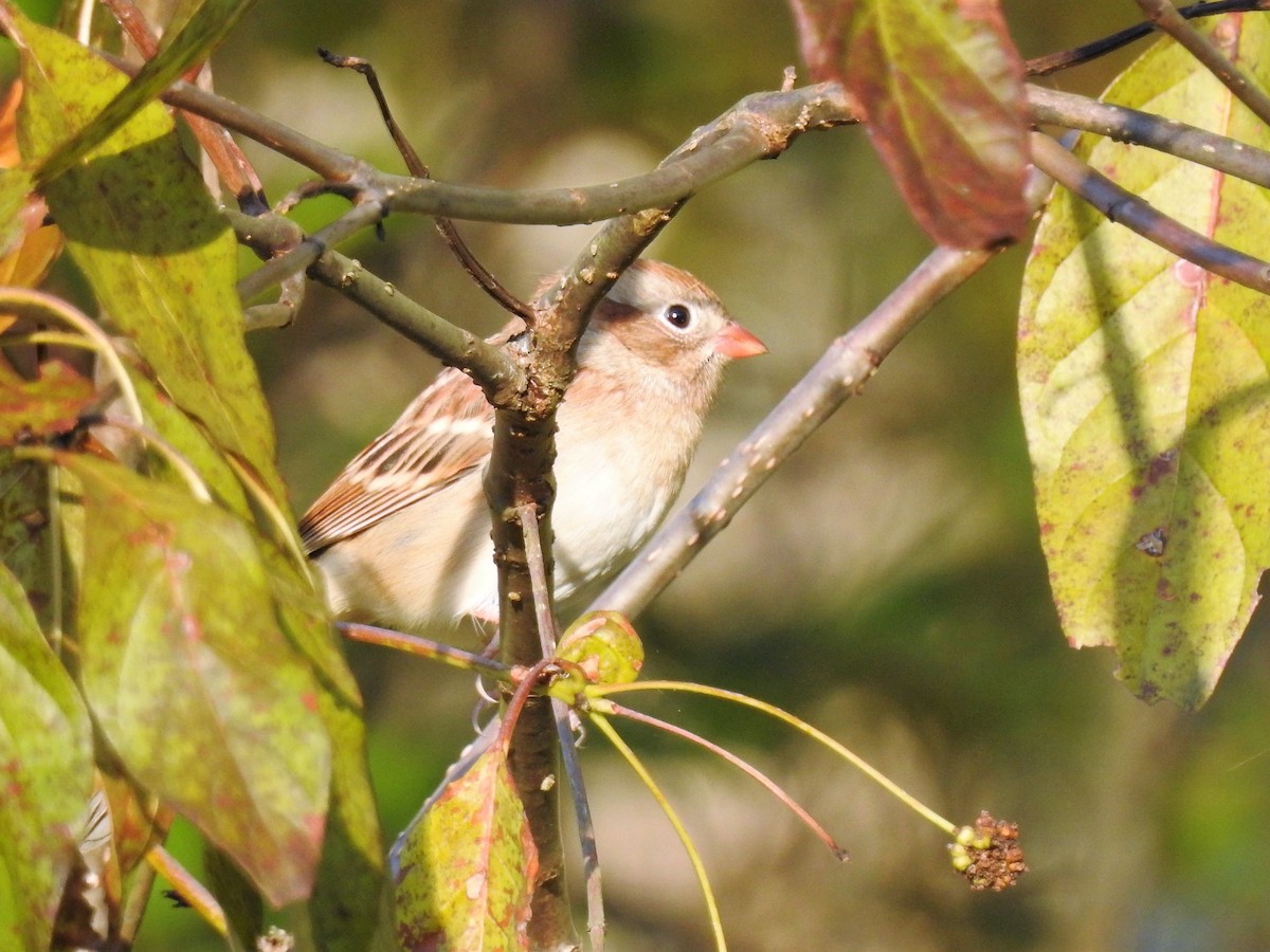 Field Sparrow - ML209682461