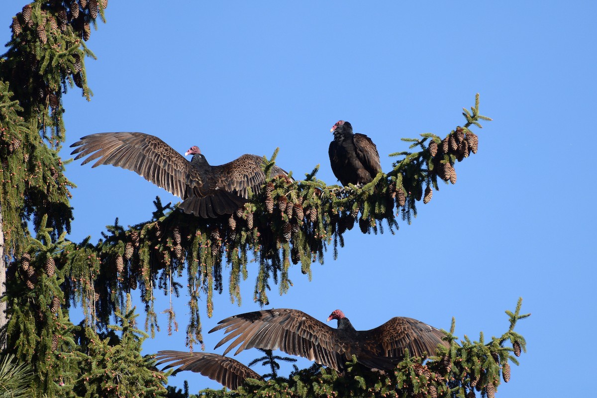 Turkey Vulture - Lewis Ulrey