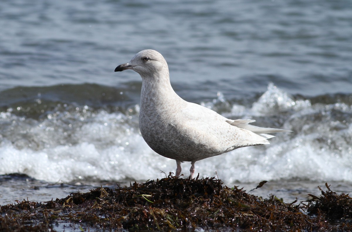 Iceland Gull (kumlieni) - ML209685631