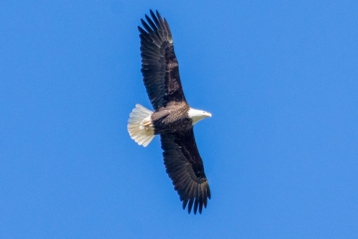 Bald Eagle - ML209686931