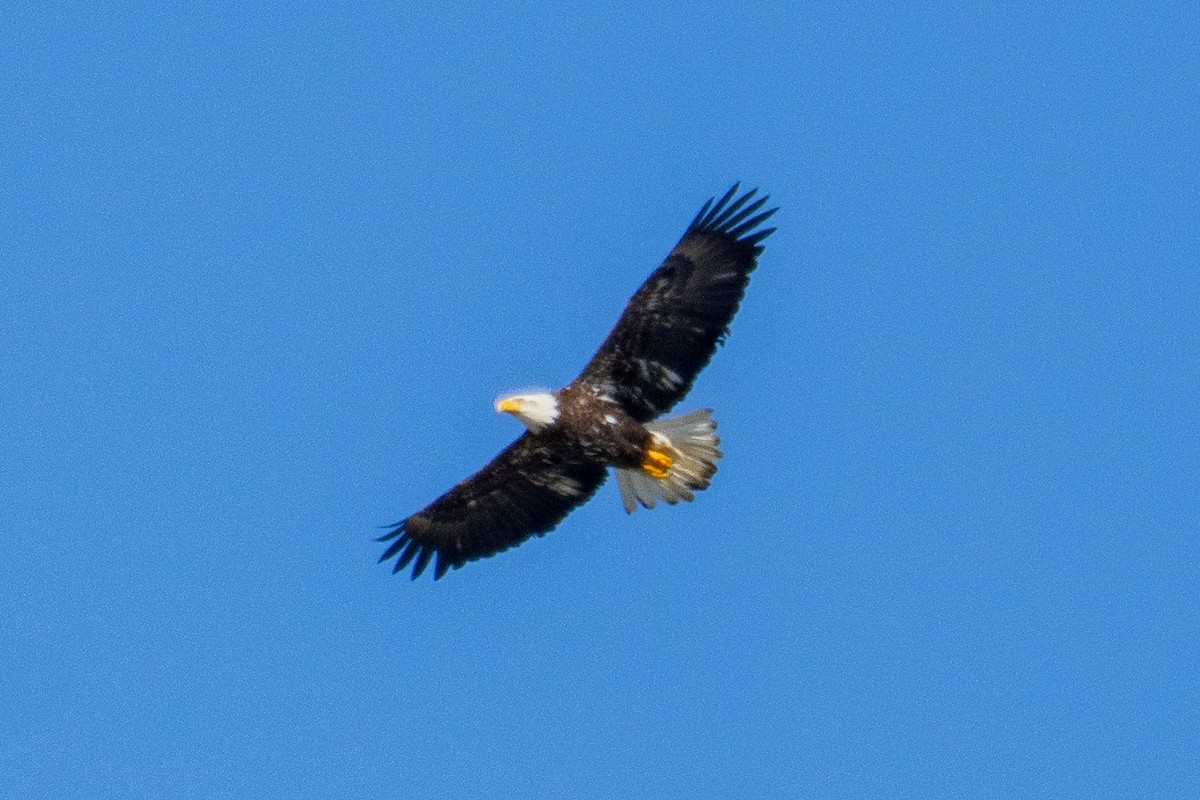 Weißkopf-Seeadler - ML209687001