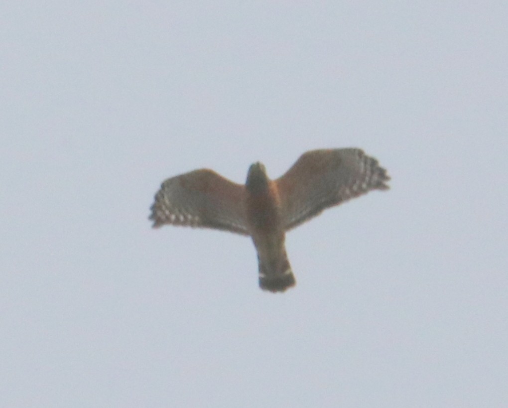 Red-shouldered Hawk - ML209687021