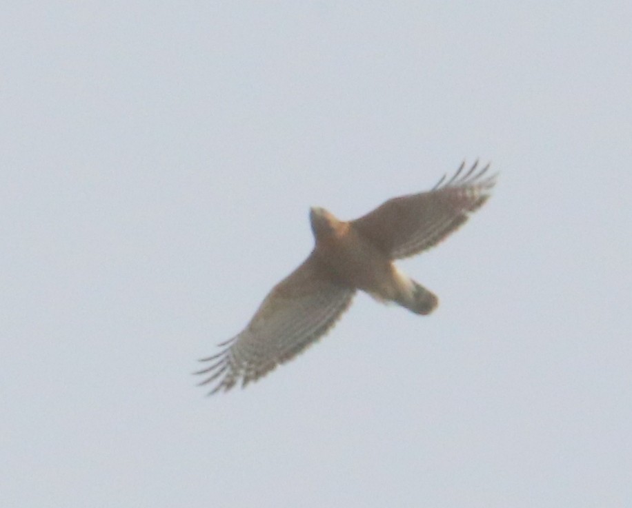 Red-shouldered Hawk - ML209687031