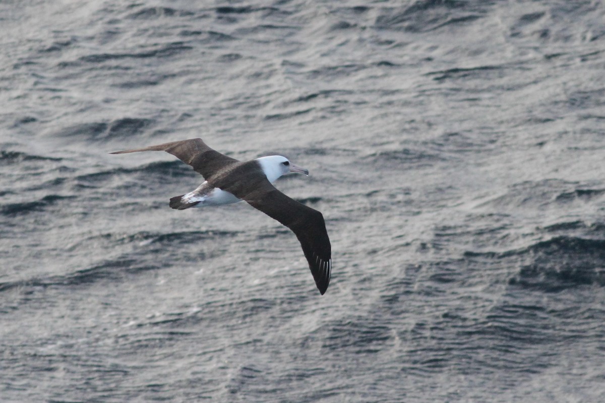 albatros laysanský - ML209688671