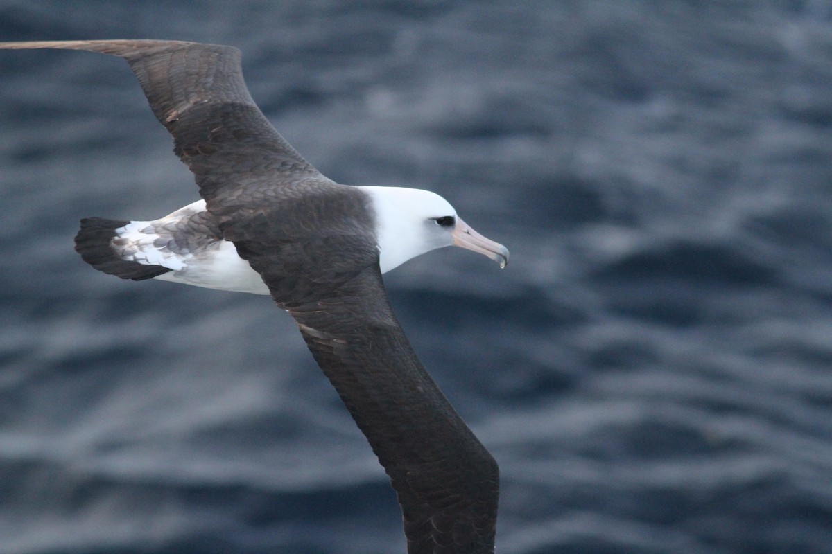 albatros laysanský - ML209688841