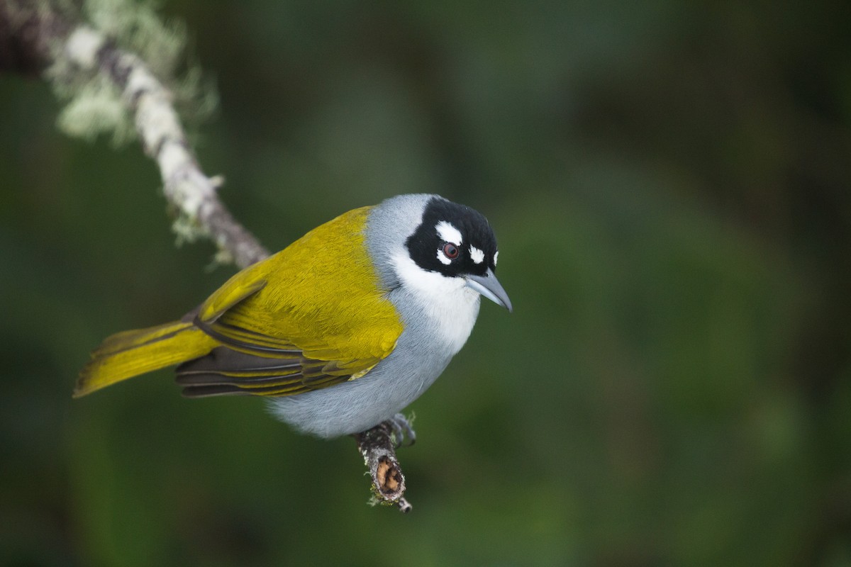 Black-crowned Palm-Tanager - Johannes Nelson