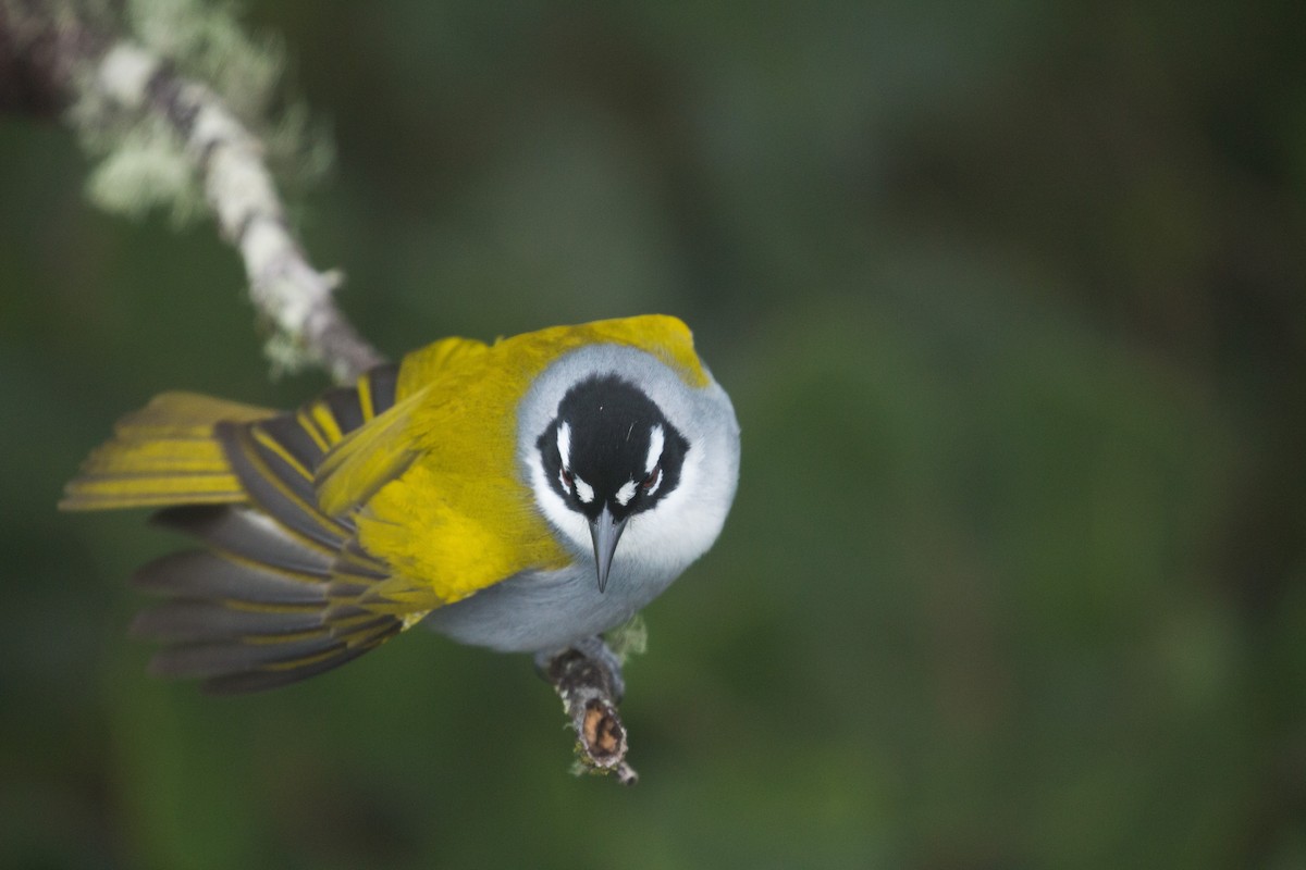 Black-crowned Palm-Tanager - Johannes Nelson