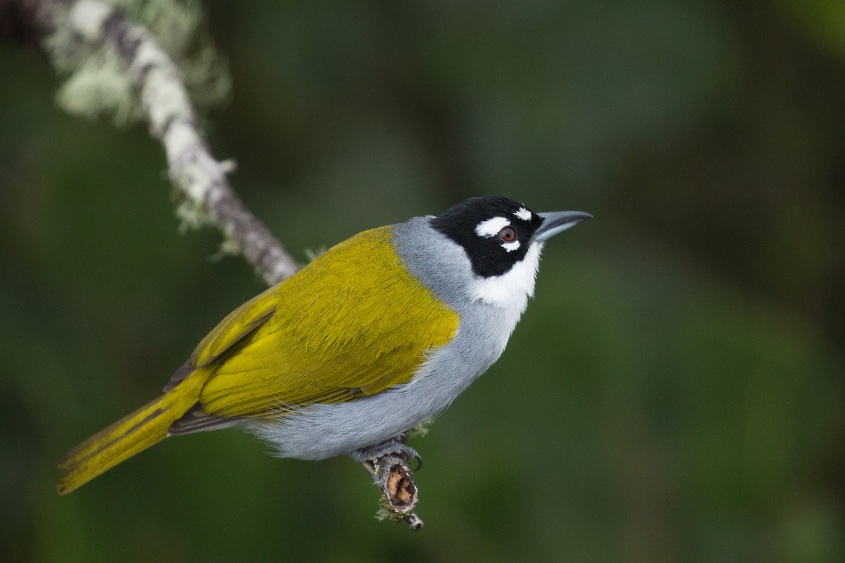 Black-crowned Palm-Tanager - Johannes Nelson