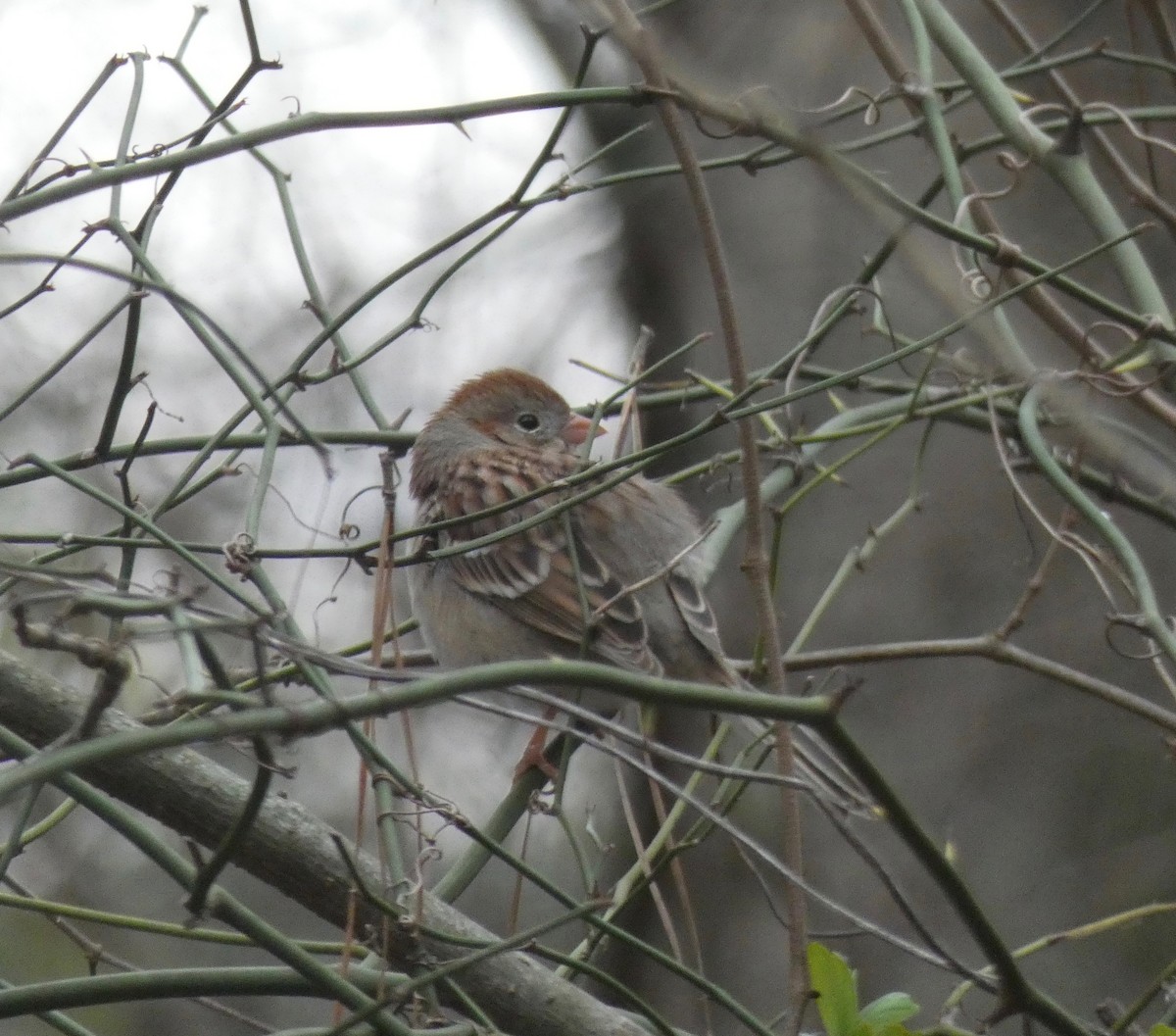 Field Sparrow - ML209690471