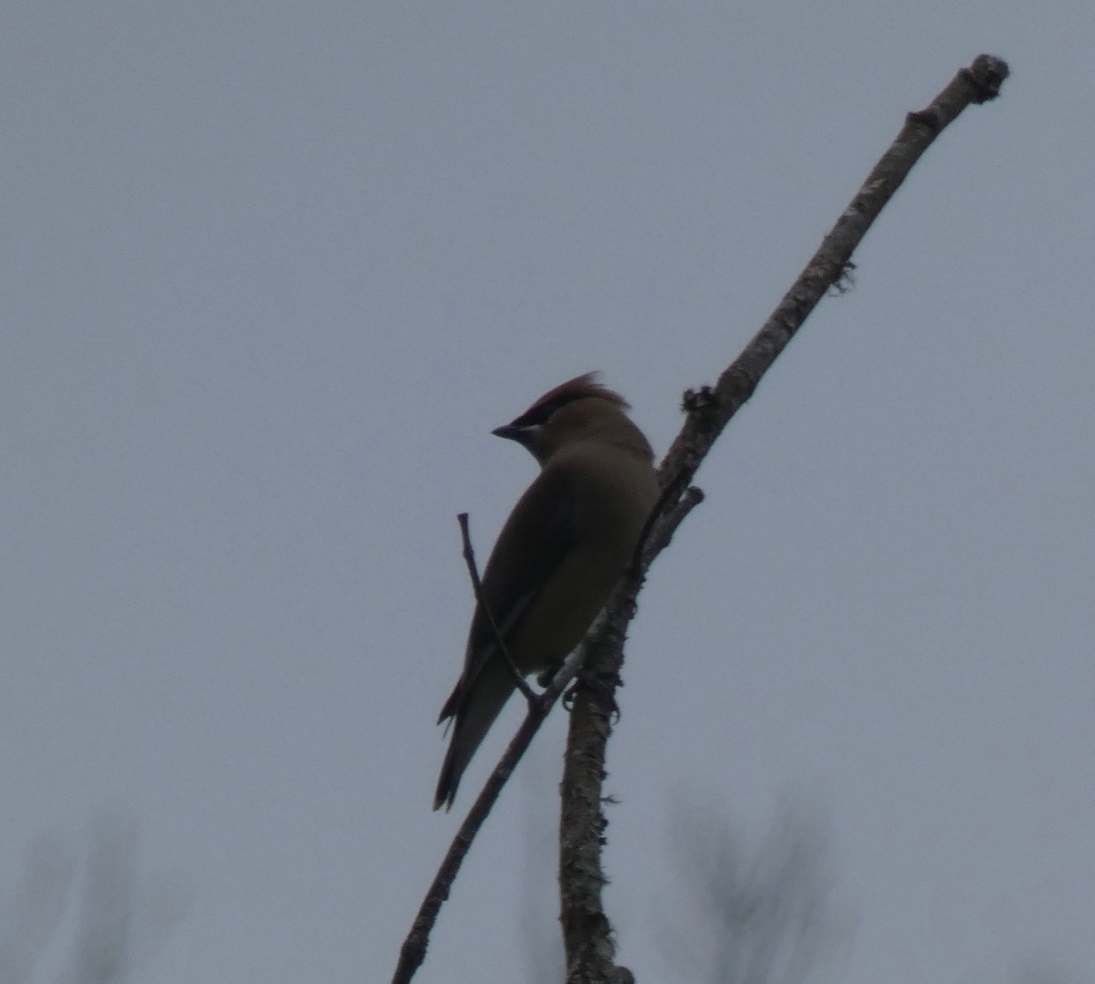 Cedar Waxwing - ML209690561